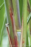 CFGx901.jpg 75401