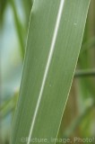 CFGx902.jpg 75402