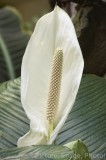 CFGx983.jpg 75483