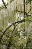 CFGy605.jpg 76107