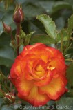 CFGy671.jpg 76173