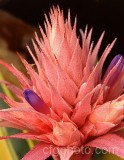 HOU0002.jpg 61500