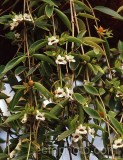 HOU0036.jpg 70810