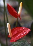 HOU0038.jpg 62143