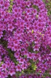 HPA1004.jpg 30743
