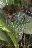 HPA2050.jpg 74269