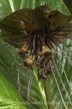 HPA2051.jpg 74270