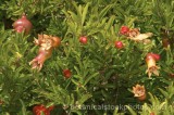 HPA2054.jpg 70560