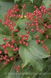 HPA2070.jpg 55015