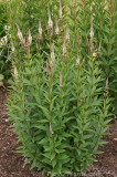 HPA2075.jpg 99020