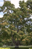 HPA2089.jpg 64107