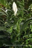 HPA2101.jpg 68210