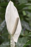 HPA2102.jpg 68211