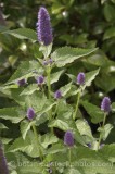 HPA2159.jpg 64034