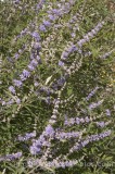 HPA2173.jpg 71562
