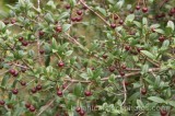 HPA2202.jpg 70300