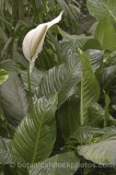 HPA2261.jpg 68212