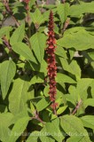 HPA2271.jpg 57564