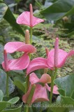 HPA2336.jpg 62168