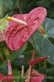 HPA2349.jpg 62170