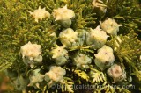 HPA2375.jpg 68338