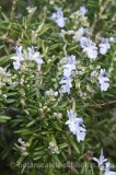 HPA2699.jpg 63082