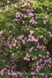 HPA2721.jpg 30875