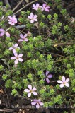 HPA2723.jpg 58293