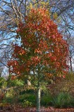 HPA2730.jpg 98082