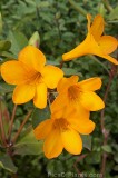 HPA2744.jpg 99025
