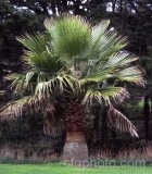 PAL0007.jpg 64990