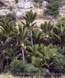 PAL0017.jpg 68778
