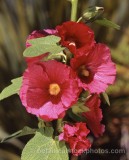 PER0009.jpg 61050