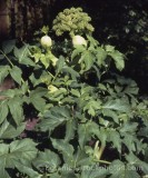 PER0011a.jpg 65214