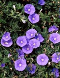 PER0025.jpg 65302
