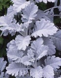 PER0048.jpg 59223