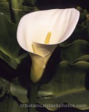PER0107.jpg 65041