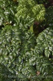 PER0124.jpg 65224