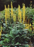 PER0160.jpg 74501