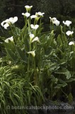 PER0243.jpg 65042