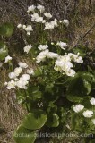 PER0345.jpg 60520