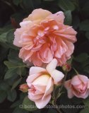 ROS0002.jpg 31641