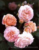ROS0008.jpg 32189