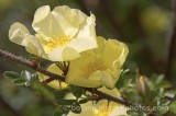 ROS0058.jpg 31572