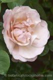 ROS0065.jpg 32191