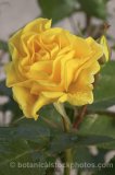 ROS0071.jpg 31756