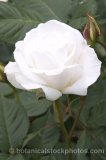 ROS0076.jpg 32170