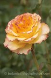 ROS0078.jpg 32254