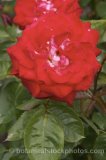 ROS0081.jpg 32061