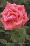 ROS0082.jpg 31862